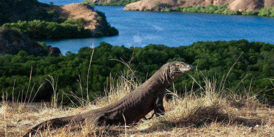 Top 5 Komodo Dragon Facts