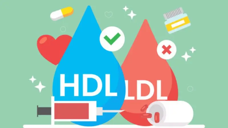 Understanding Cholesterol HDL and LDL